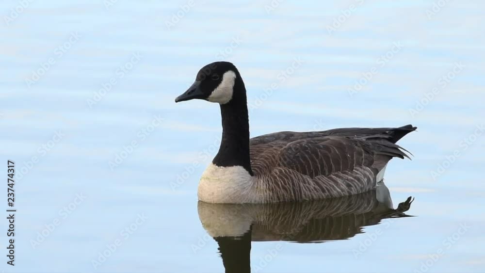 HD video of one Canada goose floating on a lake. Canada geese have proven able to establish breeding colonies in urban and cultivated areas, which provide food and few natural predators. HD video of one Canada goose floating on a lake. Canada geese have proven able to establish breeding colonies in urban and cultivated areas, which provide food and few natural predators.