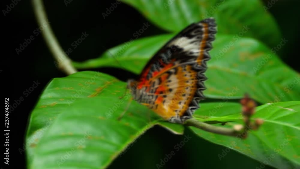 Big tropical butterfly sitting on green leaf Big tropical butterfly sitting on green leaf