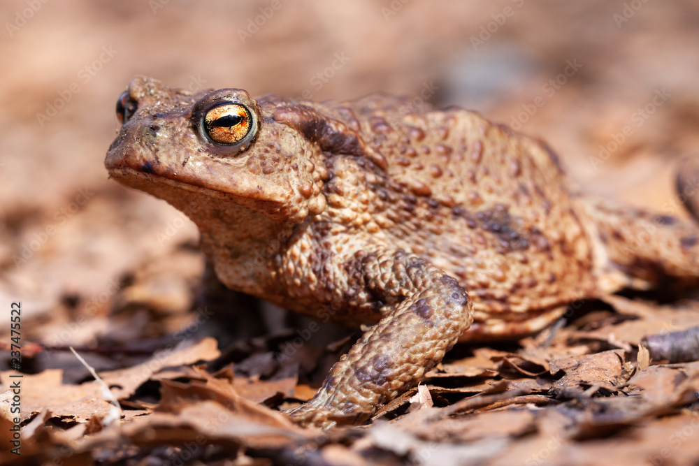 brown toad with big eyes sitting on ground at leaves brown toad with big eyes sitting on ground at leaves