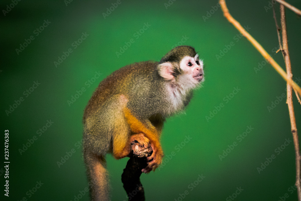Obraz premium Monkey with green background
