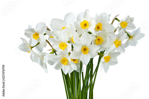 Fototapeta Naklejka Na Ścianę i Meble -  Bouquet of blooming white daffodils isolated on white background. Spring flowers.