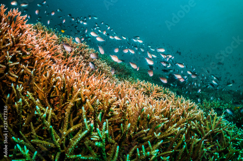 Underwater scuba diving scene, beautiful and healthy soft and hard corals surrounded by lots of tiny tropical fish. Bright colors, vibrant and lively, blue ocean background