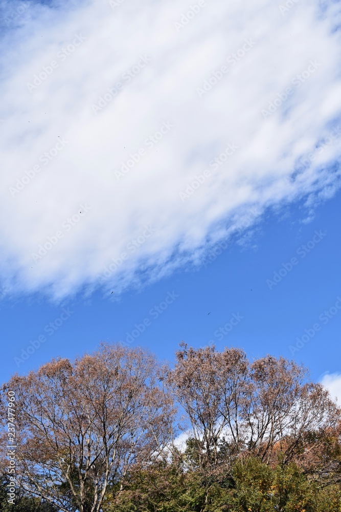 Autumn spectacle / Blue sky and white clouds Autumn spectacle / Blue sky and white clouds