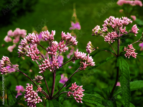 Wildflowers of Algoma  Canada