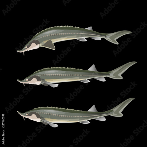Sturgeon fish set