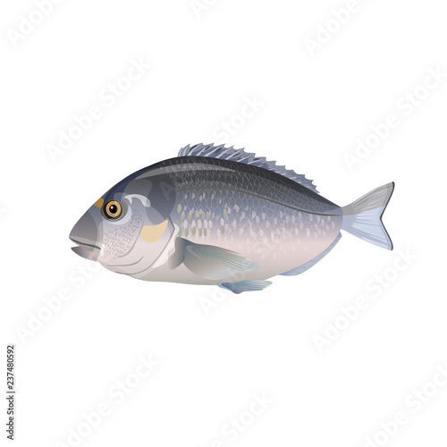 Gilt-head bream