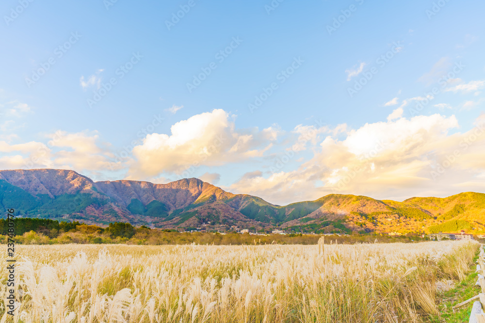 日本の秋箱根仙石原のススキ草原stock Photo Adobe Stock 日本の秋箱根仙石原のススキ草原stock Photo Adobe Stock