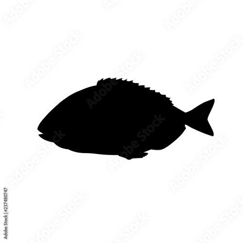 Silhouette of gilt-head bream