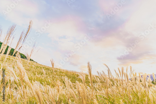 日本の秋 箱根仙石原のススキ草原