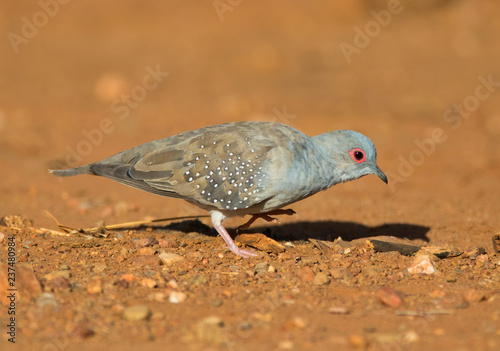 Diamond Dove searching for seeds on red outback ground