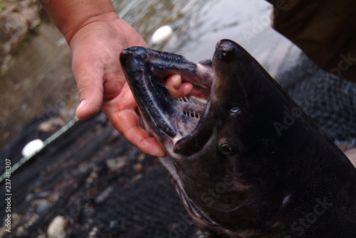 Black Gums of the Chinook Salmon - Identification photo