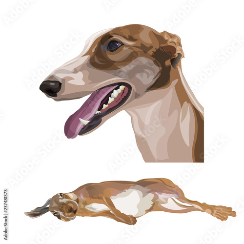 Portrait of greyhound dog