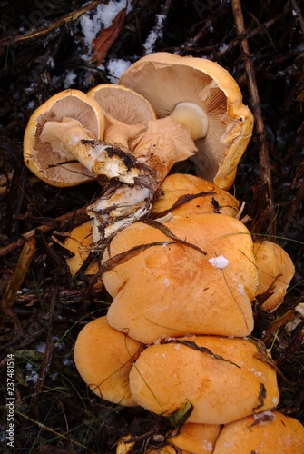 Phaeolepiota aurea - Fruiting Mushroom Cluster photo