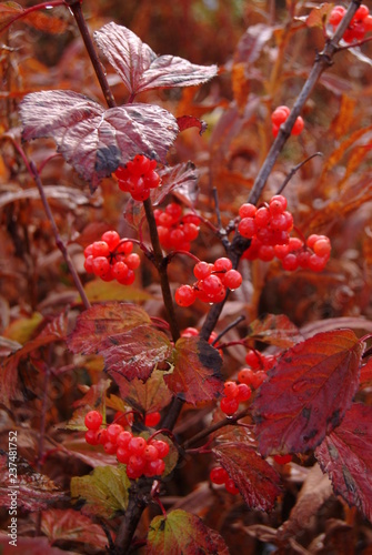 Bounty of Highbush Cranberries photo