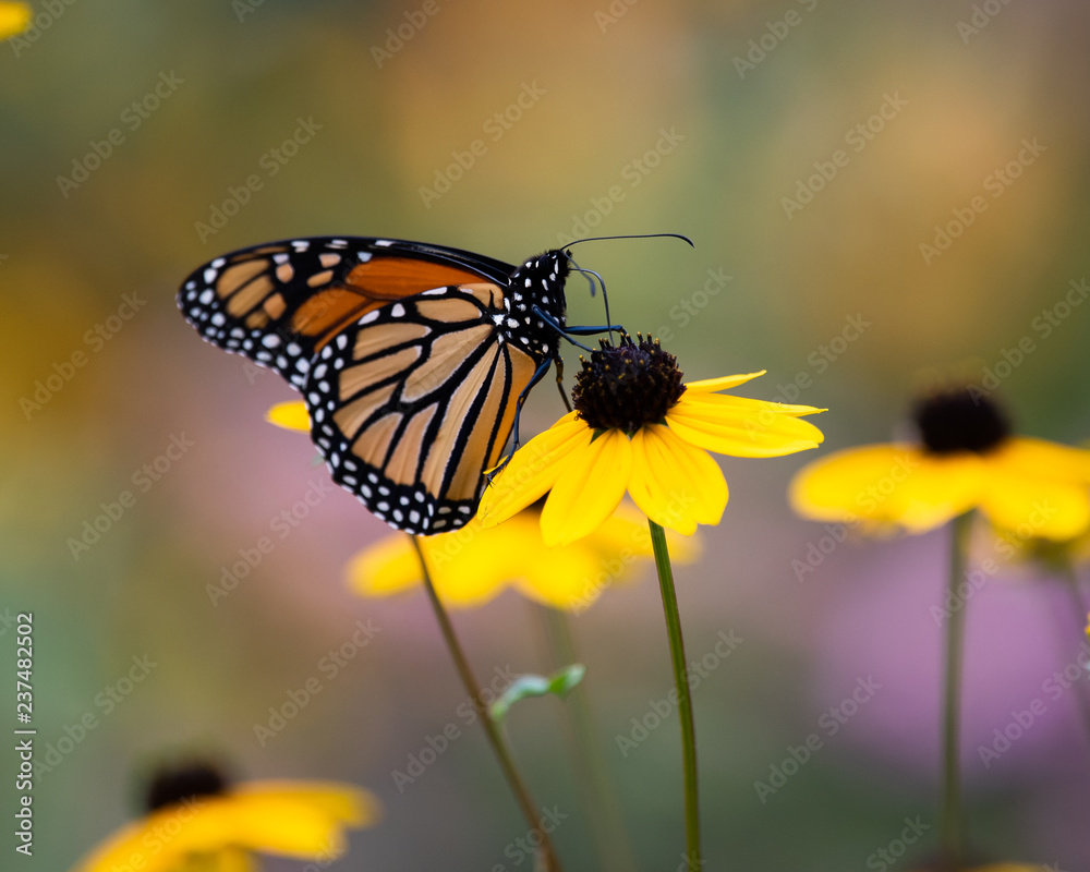 Obraz premium A monarch butterfly feeding on a yellow cone flower.
