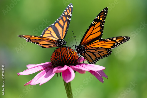 Tela Two monarch butterflies feeding on a pink cone flower.
