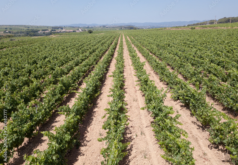 Aerial view of vineyard plantations