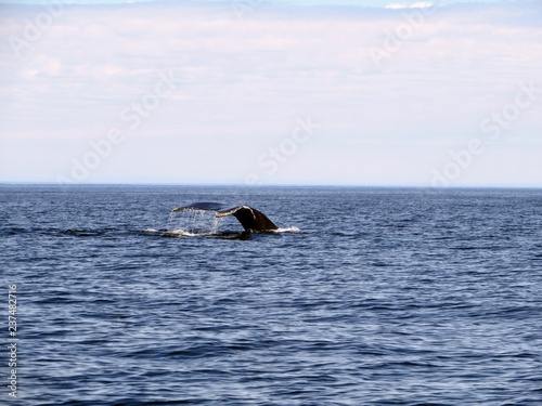Whale watching in the open ocean viewing a humpback whale submerging off the coast of Bonavista, Newfoundland and Labrador, Canada