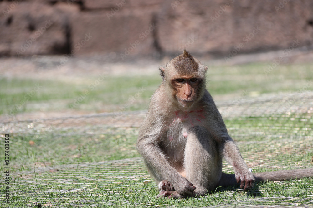 Fototapeta premium Crab-eating Macaque monkey sitting on the greensward.