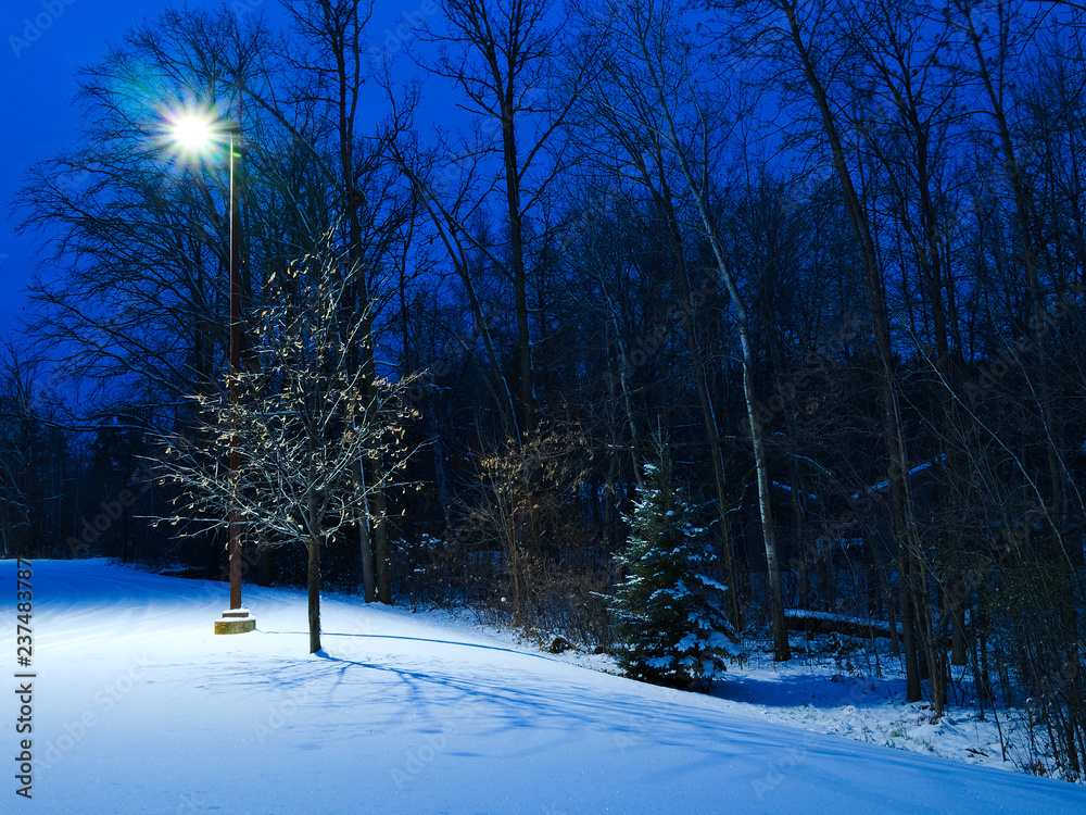 Fotografie Winter Christmas like scene at dusk