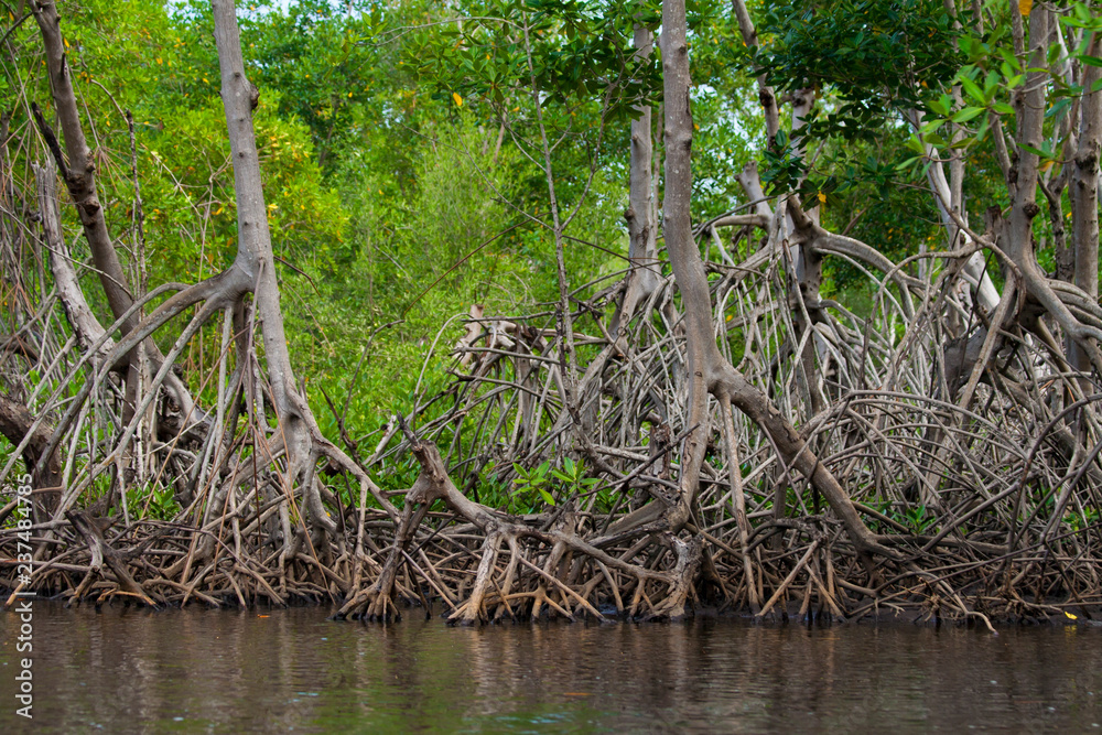 Mangrove Roots Mangrove Roots