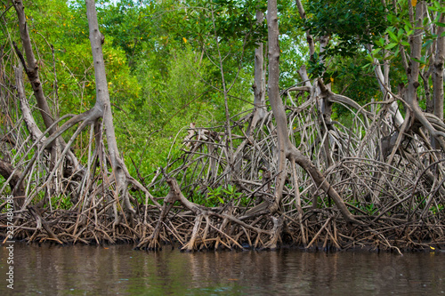 Mangrove Roots