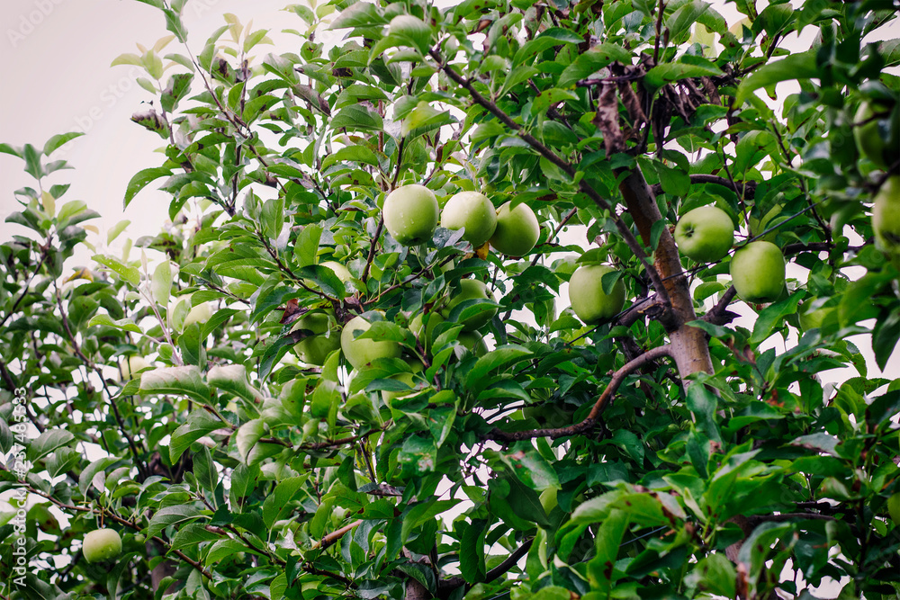 Fresh golden apples ready to be picked