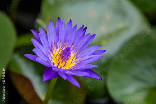 Close up lotus blossom