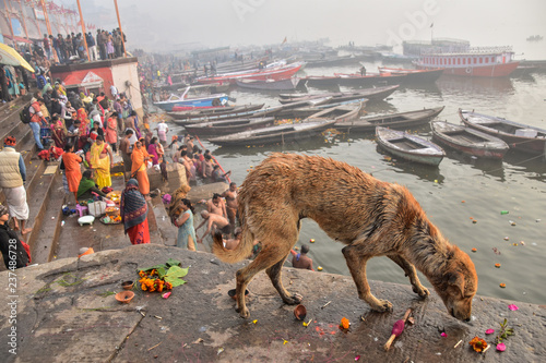 インドのバラナシ　ガンジス河で沐浴をするヒンドゥー教徒の人々　餌を探す野良犬