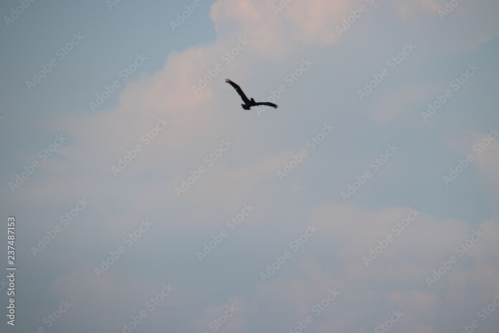 Pelican bird in flight in blue sky over blue sea horizon.