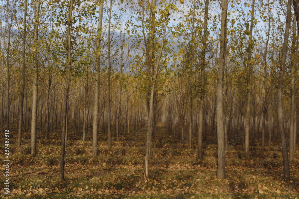 Fototapeta premium otoño en mendoza