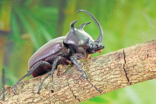 Beetle : Siamese five-horned beetle (Eupatorus siamensis), an endemic species of  rhinoceros beetles in Northeast (Isan) Thailand. Famous exotic pets for fighting game. © Cheattha