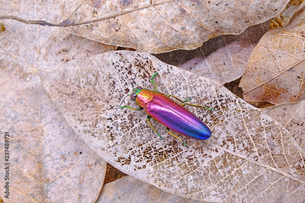 Jewel beetle (Chrysochroa fulminans nishiyamai) one of world's most