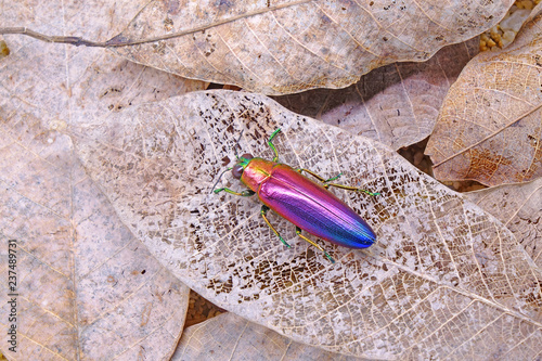 Jewel beetle (Chrysochroa fulminans nishiyamai) one of world's most beautiful beetle from Sinuk, Indonesia. photo