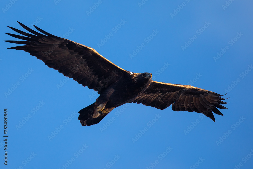 Obraz premium Golden eagle flying, seen in the wild in North California