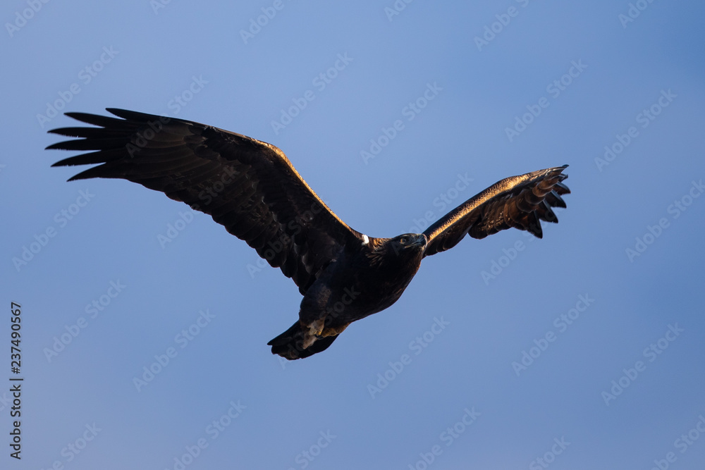 Golden eagle flying, seen in the wild in North California Golden eagle flying, seen in the wild in North California