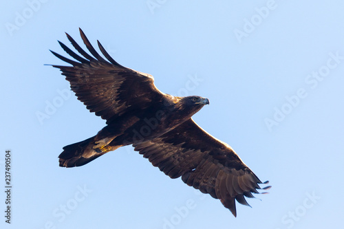 Golden eagle flying, seen in the wild in North California