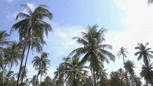 Wallpaper Mural Top of coconut palm tree on blue sky background. nature,travel and relaxation concept. Torontodigital.ca