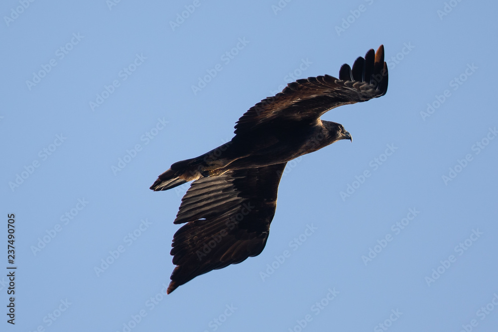 Obraz premium Golden eagle flying, seen in the wild in North California