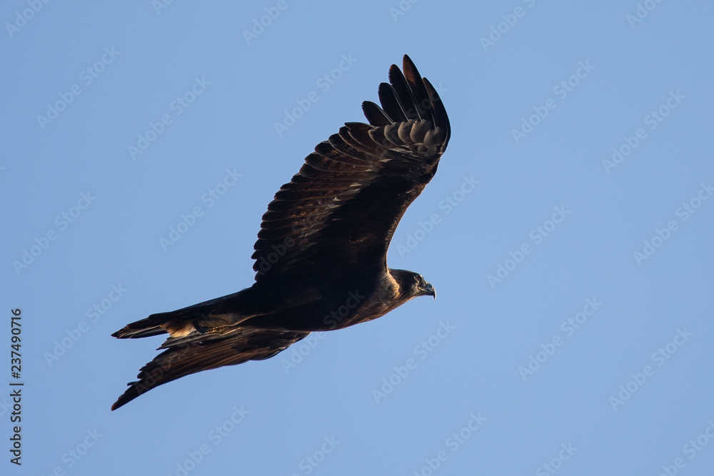 Fototapeta premium Golden eagle flying, seen in the wild in North California