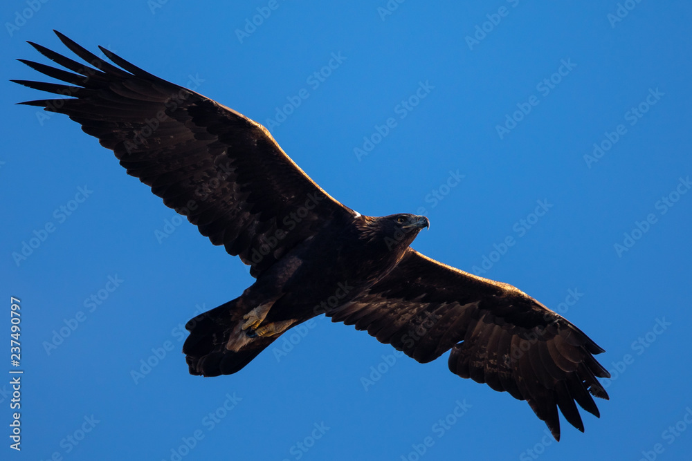 Fototapeta premium Golden eagle flying, seen in the wild in North California
