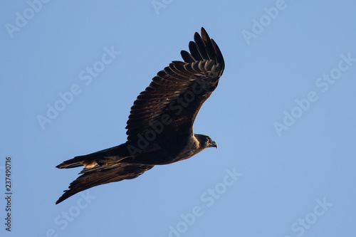 Golden eagle flying, seen in the wild in North California