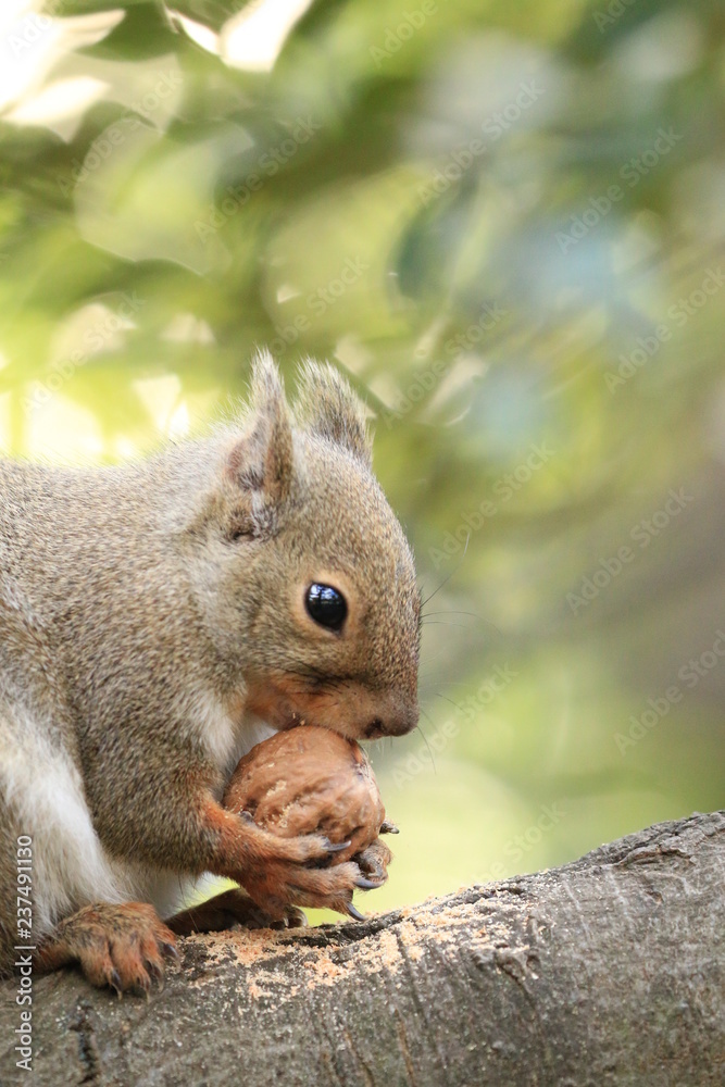 Obraz premium 二ホンリスとクルミ