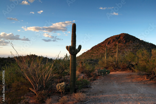Dirt Road thru Saguaro Cactus in Sonoran Desert