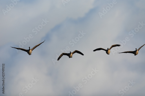 Fototapeta Canada geese flying in formation against clouds, seen in the wild near the San F