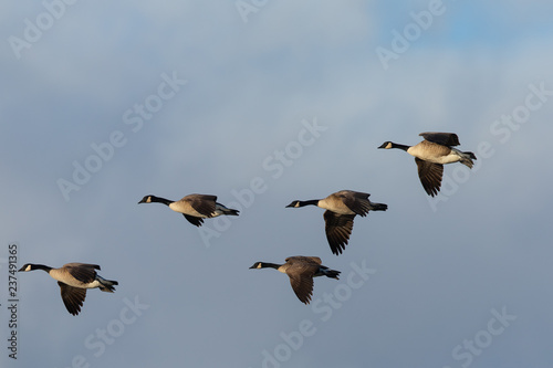 Fotografia, Obraz Canada geese flying in formation against clouds, seen in the wild near the San F