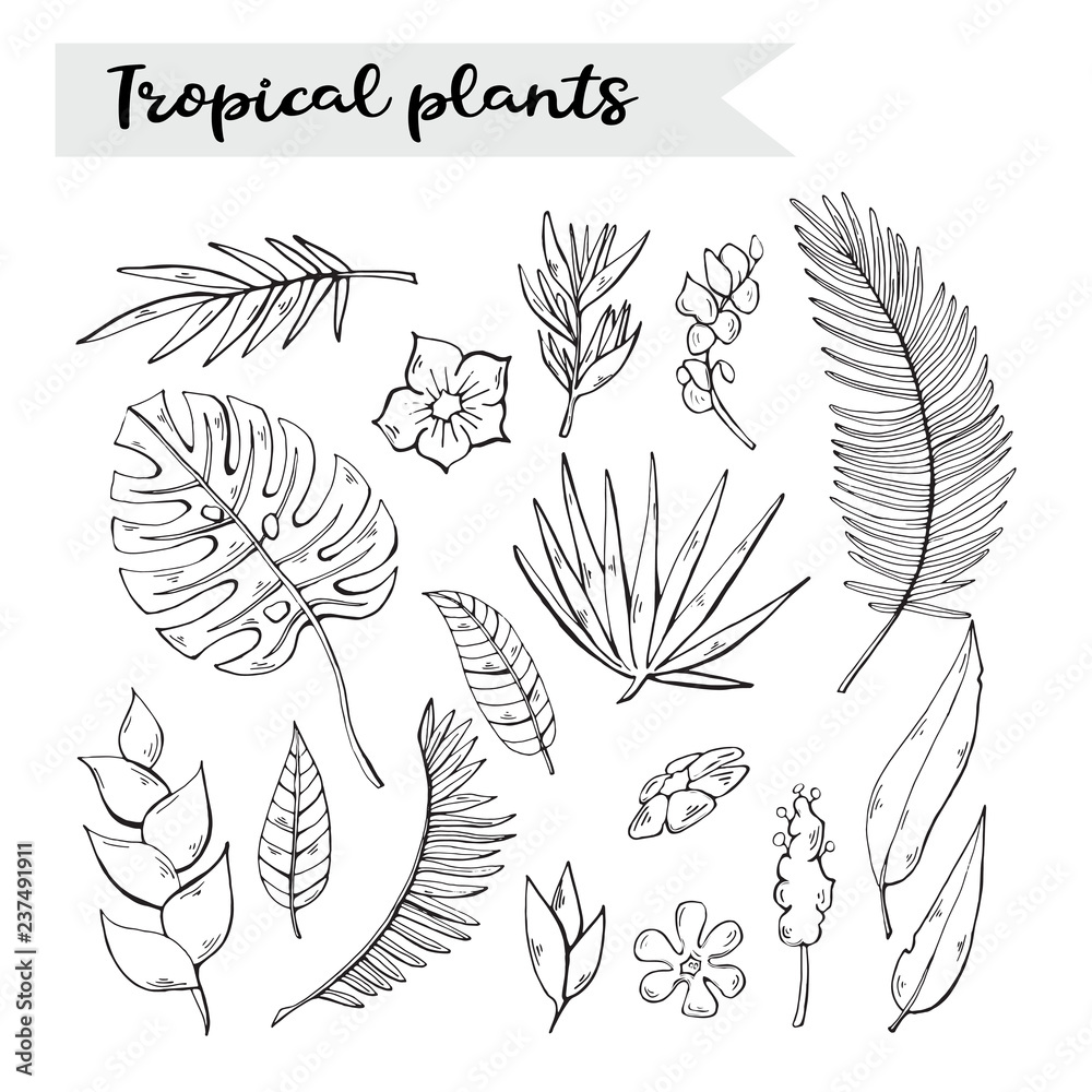 Vector plants .Tropical plants set,collection isolated on a whit Vector plants .Tropical plants set,collection isolated on a whit