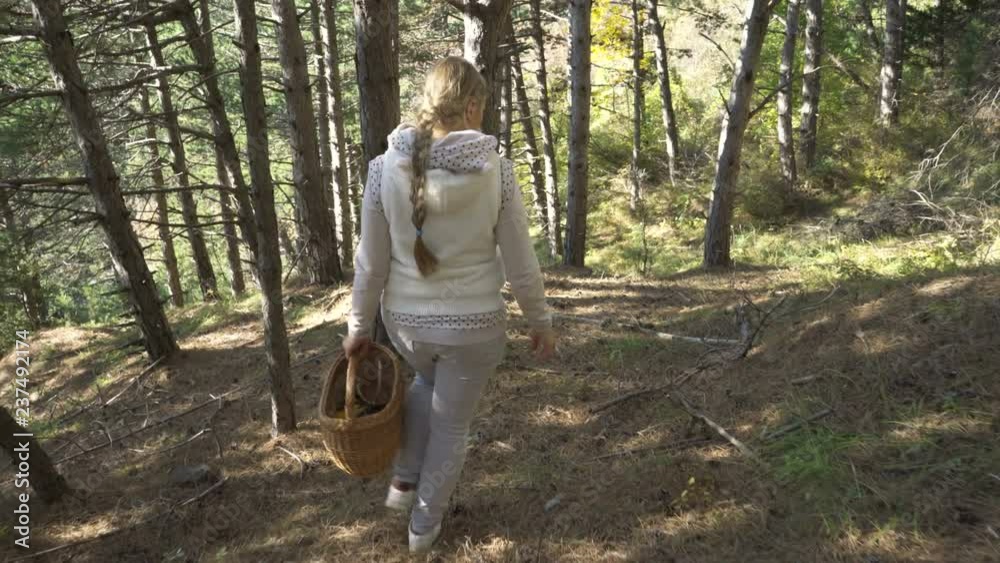 Mushrooming, woman picking mushrooms in the forest Mushrooming, woman picking mushrooms in the forest