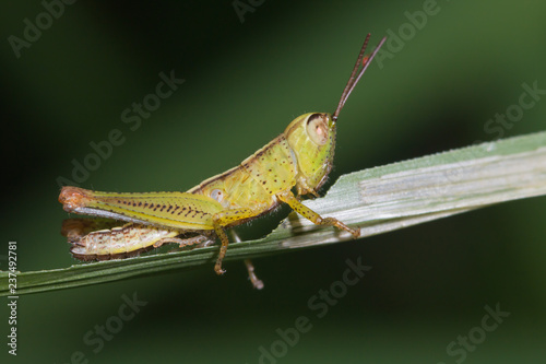 yellow-green grasshopper nymph eating green grass leaf