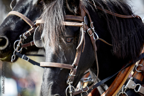 Close up of a Harness Horse